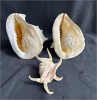 Group of large sea shells conch & lambis in box