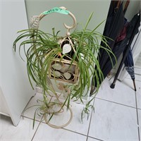 M337 Live spider plant in stand