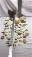 SEA SHELL FROM FLORIDA AND GULF OF MEXICO