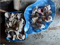 Sea Shells & Coral Lot