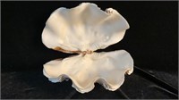 Lg. South Pacific Strawberry Clam Shell