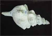 13" Conch Shell