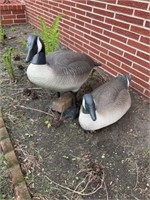 Canadian geese decoy and yard art