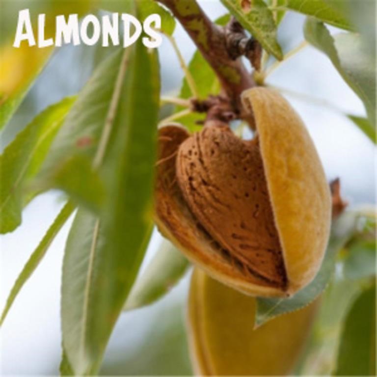 (50) Assorted Potted Almond Trees