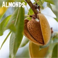 (75) Assorted Potted Almond Trees