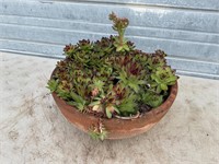 Pot of Succulents
