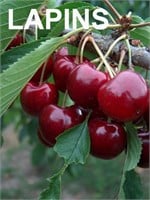 (50) Assorted Fruit Trees