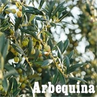 (50) Potted Arbequina Olive Trees