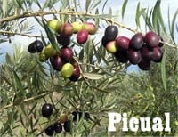 (50) Potted Picual Olive Trees