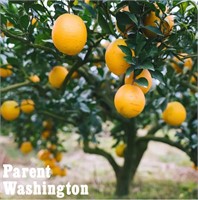 (25) Potted Parent Washington Citrus Trees