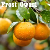 (50) Potted Frost Owari Citrus Trees