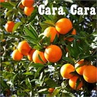 (50) Potted Cara Cara Citrus Trees