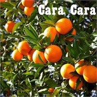 (50) Potted Cara Cara Citrus Trees