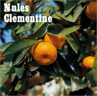 (50) Potted Nules Clementine Citrus Trees