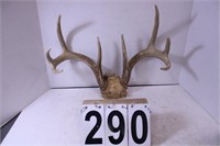 Deer Antlers 15"  8 Point