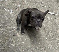 Female-French Bulldog-Spayed, 4 years old