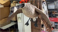 Large Taxidermy Canadian Goose Wall Mount