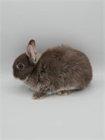 9wk female Netherland dwarf bunny