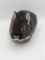 9wk female netherland dwarf bunny