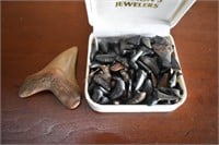 Collection of Sharks Teeth