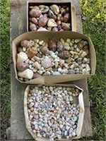 Large group of Sea Shells
