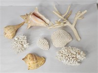 Coral & conch shells