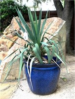 Glazed Terracotta Plater & Yucca Plant