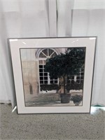 Framed Print "Plants Against Windowsby" Piet