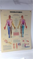 Anatomical Chart "Dermatomes" U15D