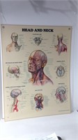 1986 Anatomical Chart "Head And Neck" U15D