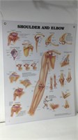 1999 Anatomical Chart " Shoulder & Elbow"