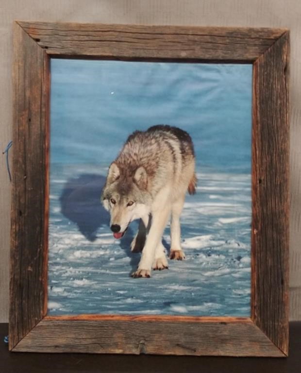 Barnwood Style Frame w/Wolf Poster 21" x 25"