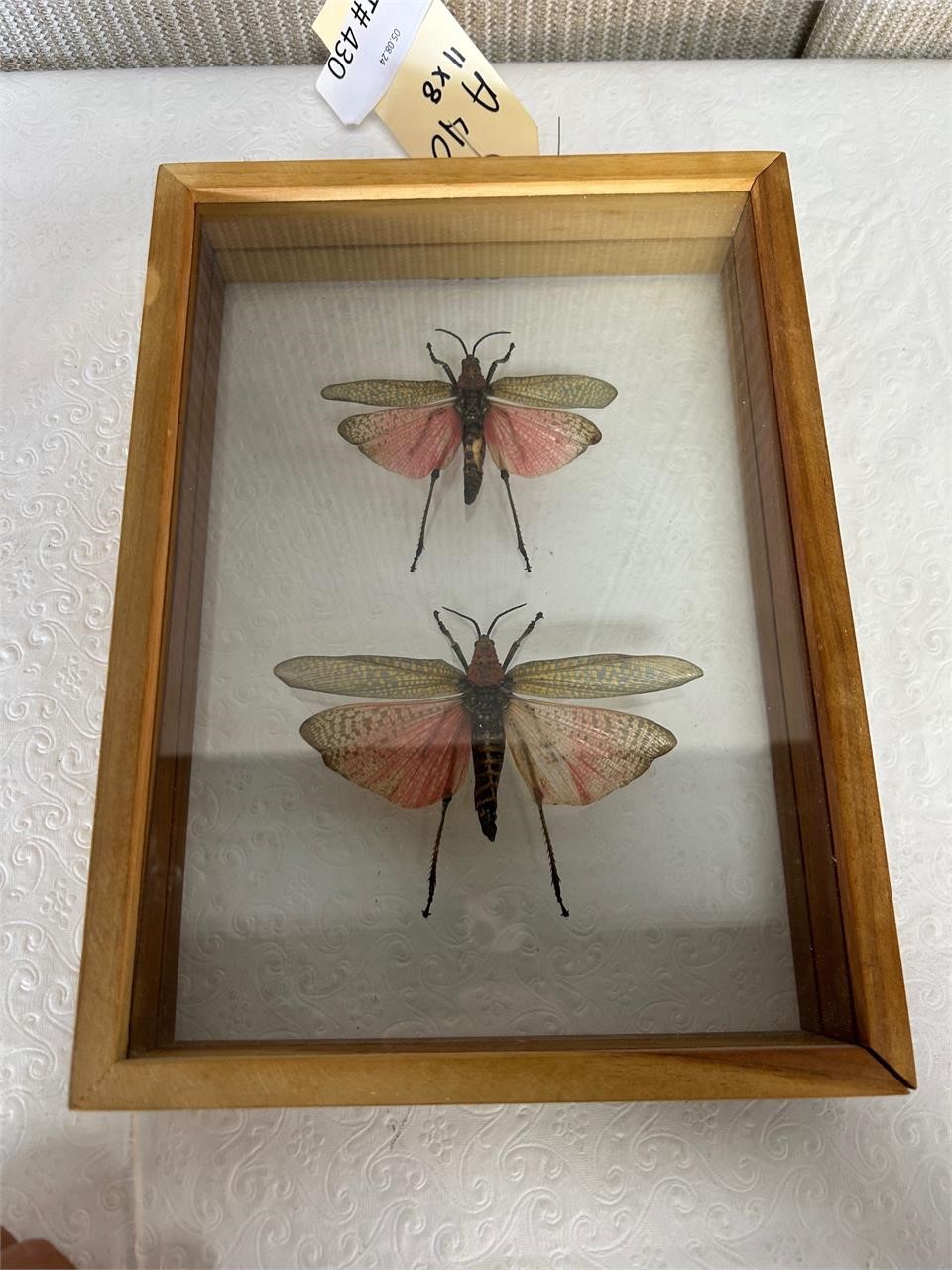 Framed Grasshopper Speciman Shadow Box