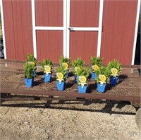 10 Yellow Andiamo Coreopsis Plants