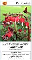 4 Red Valentine Bleeding Heart Plants