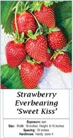 12 Everbearing Sweet Kiss Strawberry Plants