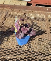 5 Mulberry Purple Coral Bell Plants