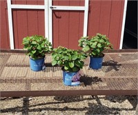 3 Rebloomer Bloomstruck Blue Hydrangea Plants
