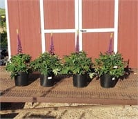 4 Masterpiece Purple Super Duper Lupine Plants