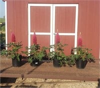 4 Beefeater Red Super Duper Lupine Plants