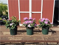 3 Rosy Lavender Rhododendron Plants