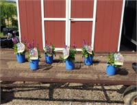 6 Marvel Rose Salvia Sage Plants