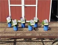6 Blue Marvel Salvia Sage Plants