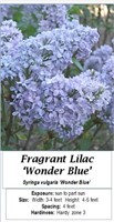 3 Fragrant Wonder Blue Lilac Plants