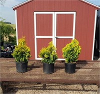 3 Yellow Golden Arborvitae Plants