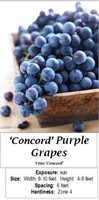 3 Concord Purple Grape Vine Plants
