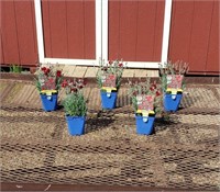 5 Dwarf Electric Red Dianthus Plants