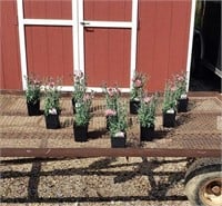 10 Bicolor Sugar Plum Pink Dianthus Plants