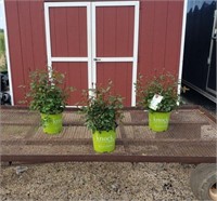 3 Double Red Knockout Rose Plants