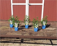 5 Skyward Blue Veronica Speedwell Plants